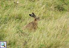 Feldhase (European Hare, Lepus europaeus)