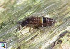 Gegürtelter Springschwanz (Orchesella cincta)