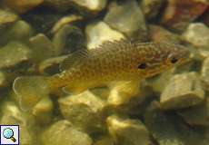 Gemeiner Sonnenbarsch (Pumpkinseed, Lepomis gibbosus)