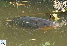 Karpfen (Common Carp, Cyprinus carpio)