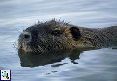 Biberratte oder Nutria (Coypu, Myocastor coypus)