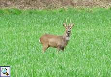 Rehbock (Roe Deer, Capreolus capreolus)