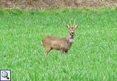 Rehbock (Roe Deer, Capreolus capreolus)