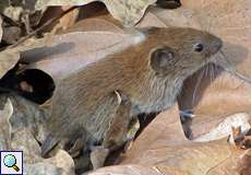 Rötelmaus (Bank Vole, Myodes glareolus)