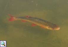 Rotfeder (Common Rudd, Scardinius erythrophthalmus)