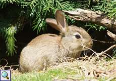 Wildkaninchen (European Rabbit, Oryctolagus cuniculus)