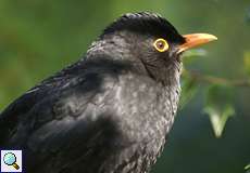 Männliche Amsel (Blackbird, Turdus merula)