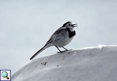 Männliche Bachstelze (White Wagtail, Motacilla alba)