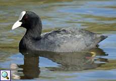 Blässhuhn (Black Coot, Fulica atra)