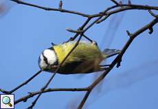 Blaumeise (Blue Tit, Cyanistes caeruleus)