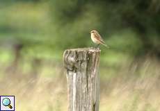 Weibliches Braunkehlchen (Whinchat, Saxicola rubetra)