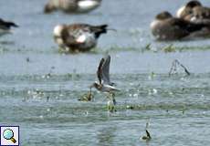 Bruchwasserläufer (Wood Sandpiper, Tringa glareola)