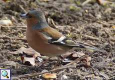Männlicher Buchfink (Chaffinch, Fringilla coelebs)