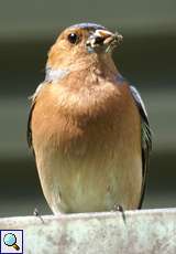 Männlicher Buchfink (Chaffinch, Fringilla coelebs)