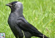 Dohle (Jackdaw, Corvus monedula)