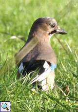 Eichelhäher (Eurasian Jay, Garrulus glandarius)