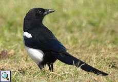 Elster (Eurasian Magpie, Pica pica)