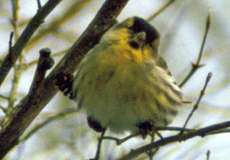 Erlenzeisig (Eurasian Siskin, Spinus spinus)