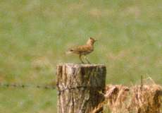 Feldlerche ((Eurasian Skylark, Alauda arvensis)