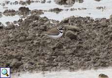 Flussregenpfeifer (Little Ringed Plover, Charadrius dubius)