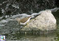 Flussuferläufer (Common Sandpiper, Actitis hypoleucos)