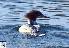 Weiblicher Gänsesäger (Common Merganser, Mergus merganser)