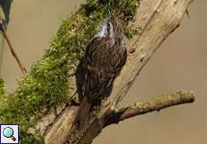 Gartenbaumläufer (Short-toed Treecreeper, Certhia brachydactyla)