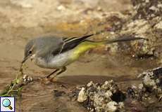 Gebirgsstelze (Grey Wagtail, Motacilla cinerea)