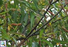 Gelbspötter (Icterine Warbler, Hippolais icterina)