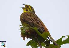 Männliche Goldammer (Yellowhammer, Emberiza citrinella)