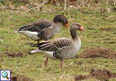 Graugans (Greylag Goose, Anser anser)