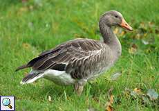 Graugans (Greylag Goose, Anser anser)