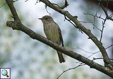 Grauschnäpper (Spotted Flycatcher, Muscicapa striata)