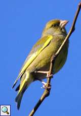 Männlicher Grünfink (Western Greenfinch, Chloris chloris)