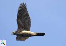 Habicht (Northern Goshawk, Accipiter gentilis)