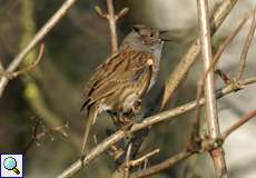 Heckenbraunelle (Dunnock, Prunella modularis)