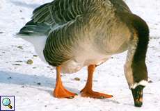 Höckergans (Guinean Goose, Anser cygnoides f. domestica)