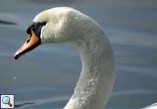 Höckerschwan (Mute Swan, Cygnus olor)