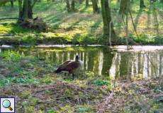 Kanadagans (Branta canadensis) an der Ruhr in Mülheim