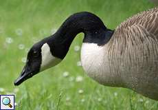 Kanadagans (Canada Goose, Branta canadensis)