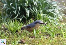 Kleiber (Eurasian Nuthatch, Sitta europaea)