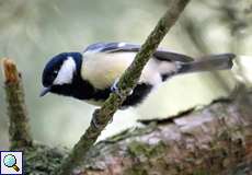 Männliche Kohlmeise (Great Tit, Parus major)