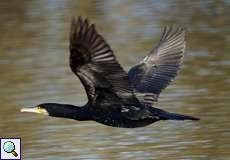 Kormoran (Great Cormorant, Phalacrocorax carbo carbo)