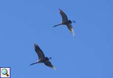 Ziehende Kraniche (Common Crane, Grus grus)