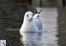 Lachmöwe (Common Black-headed Gull, Chroicocephalus ridibundus) im Schlichtkleid