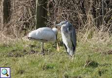 Löffler (Eurasian Spoonbill, Platalea leucorodia leucorodia), es handelt sich um den linken Vogel in dieser Abbildung