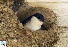 Mehlschwalbe (House Martin, Delichon urbica)