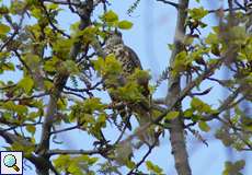 Misteldrossel (Mistle Thrush, Turdus viscivorus)