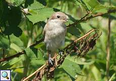 Neuntöter (Red-backed Shrike, Lanius collurio), Jungtier