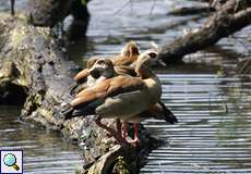 Nilgans (Egyptian Goose, Alopochen aegyptiaca)